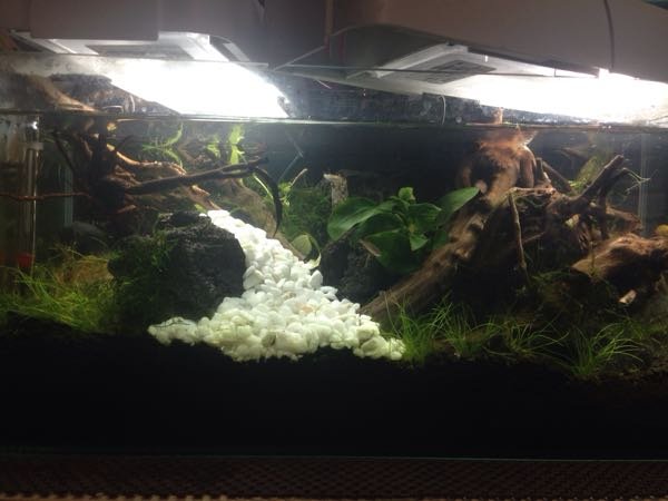 水槽レイアウトの評価お願いします アドバイスくれたら嬉しいです Yahoo 知恵袋