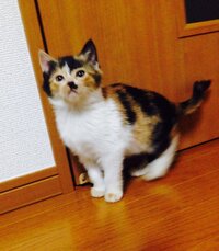 三毛猫の名前 三毛猫の名前を考えていますが なかなかいいのが思いつき Yahoo 知恵袋