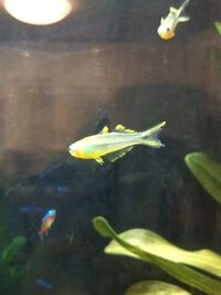 ポポンデッタ レインボーはカージナルテトラと混泳させてイイですか あ Yahoo 知恵袋