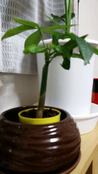 このパキラは実生パキラでしょうか 昨日 100均でパキラを買いました Yahoo 知恵袋