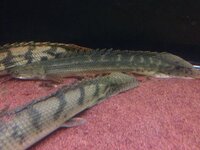 かねだいについてかねだいは安いですが 生体の状態はどうでしょうか 今度 Yahoo 知恵袋