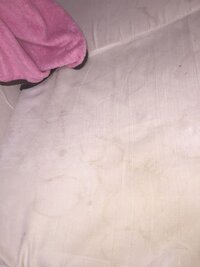 犬が四六時中 自分の性器をなめています 3歳になるミニチュアダックスフン Yahoo 知恵袋