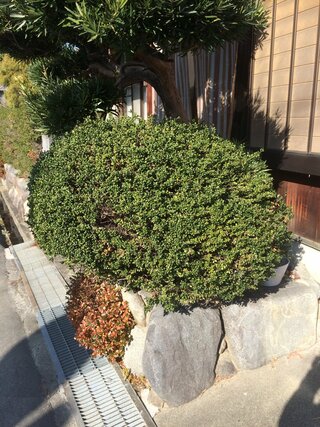 この丸い木 の名前を教えてください 昔から自宅の庭にあるもので祖母に名前を聴い Yahoo 知恵袋