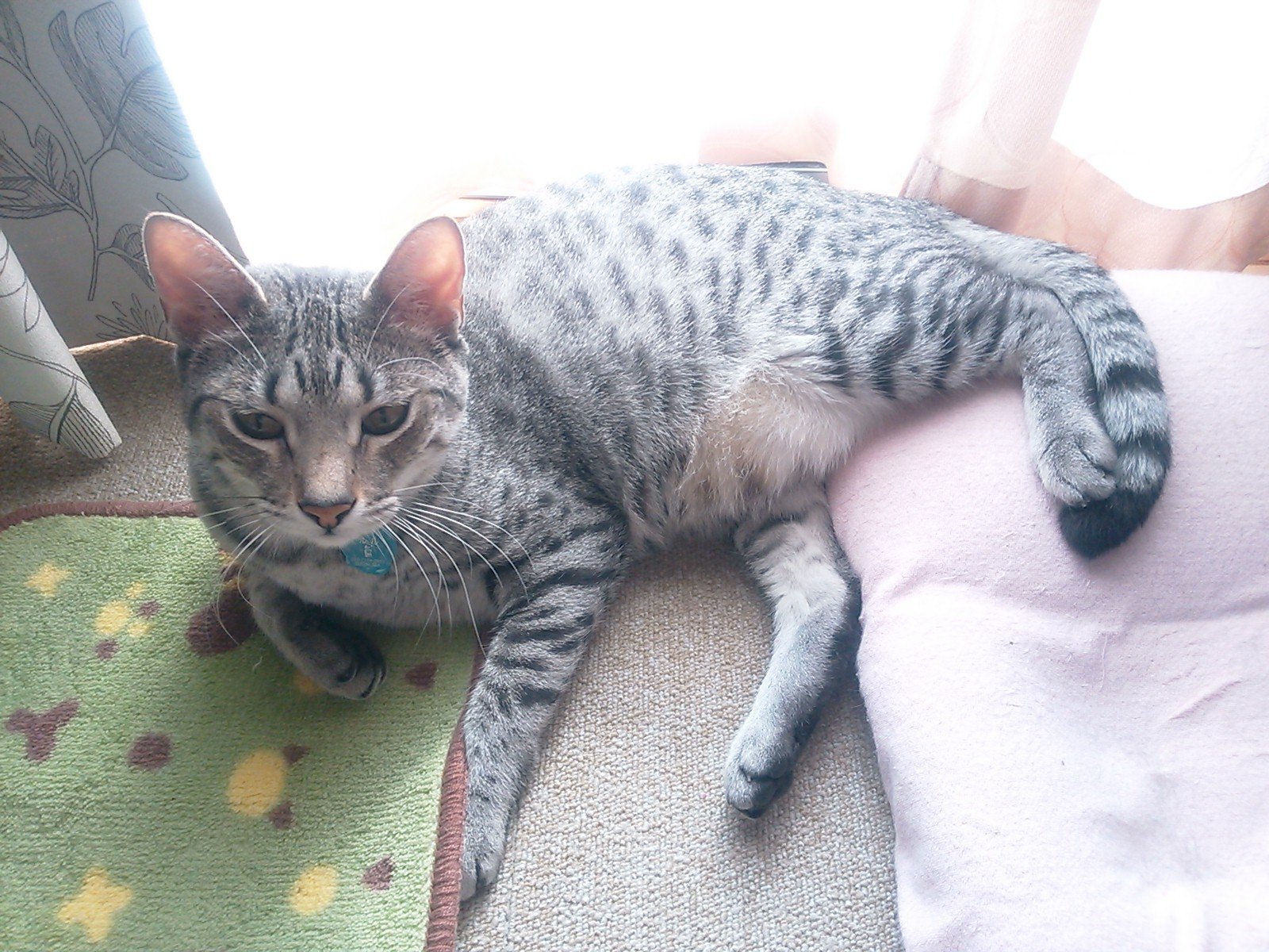 猫の咳について悩んでいます。毛玉を吐けない猫ちゃんているのでしょ 