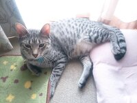 猫の咳について悩んでいます 毛玉を吐けない猫ちゃんているのでしょうか 我 Yahoo 知恵袋