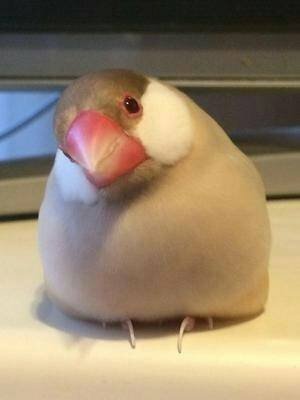 鳥に詳しい方 この画像の鳥の種類を教えてください 文鳥の一種でシナモン文鳥 Yahoo 知恵袋