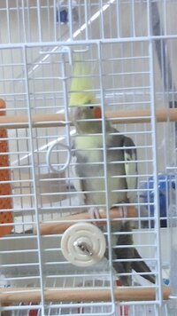 オカメインコについてです。本日、ペットショップから2歳のオカメインコをお迎えし... - Yahoo!知恵袋