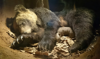 先日 小樽博物館で冬眠中の熊を見学しました 生きている熊なんです 初 Yahoo 知恵袋