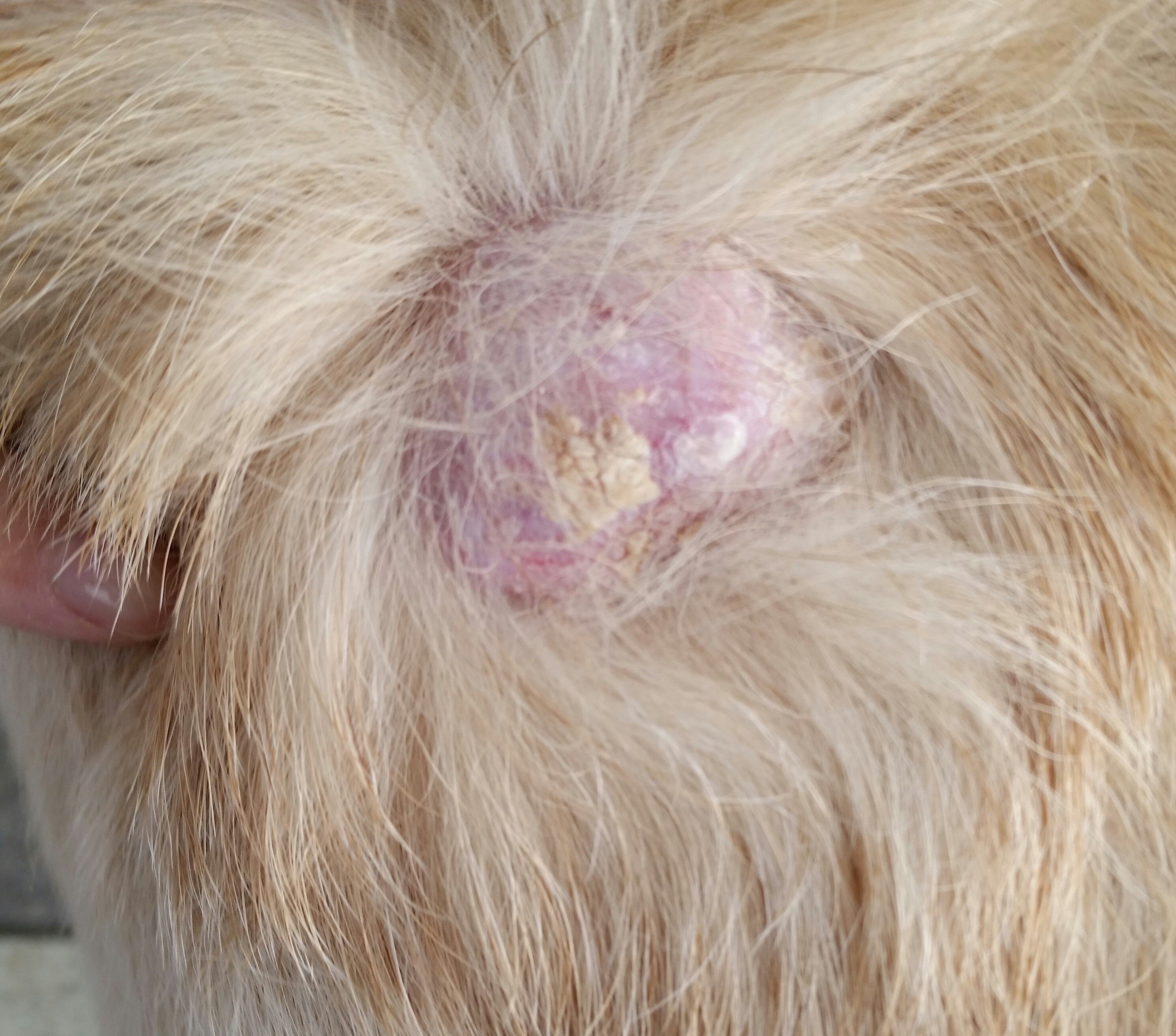 犬の腫瘍が破裂して、出血や浸出液が止まりません。実家にいる１５歳の 