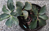 宿根草の寄せ植え 植え替え 株分け はどうするのでしょうか 初めての庭 Yahoo 知恵袋