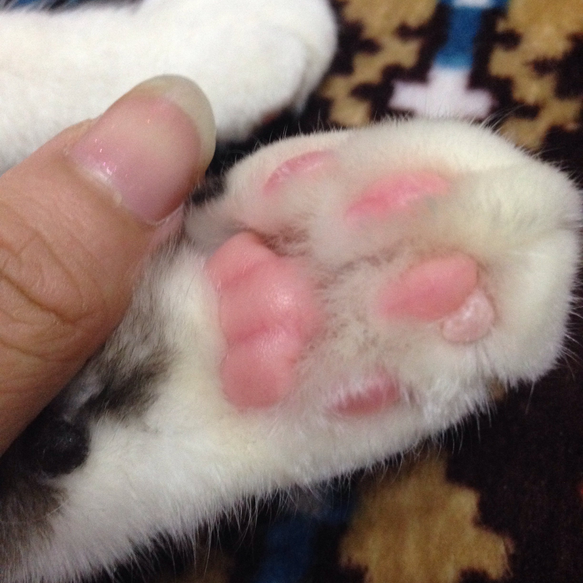 猫の肉球に腫れ？のようなものを発見しました。痛がる様子も全くないの 