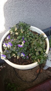 少し前からビオラの花がなくなり葉先が枯れ始めました 寒い日が続いたり雨の日もあ Yahoo 知恵袋