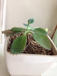 子宝草の育て方について子宝草を1月上旬に大きい鉢に植え替えたのですが 下の葉に Yahoo 知恵袋