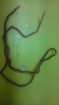 この写真の生物と思われる生き物は先日 ハマチを調理していると出てきたのですがこ Yahoo 知恵袋