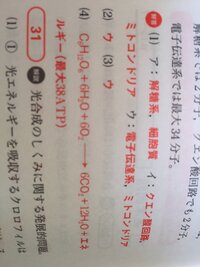 光合成 野菜日記 農健クラブ