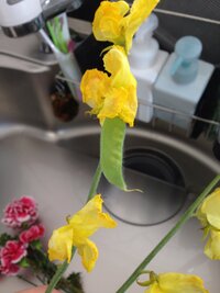 先ほど スイトピー 切り花 の水を取り替えようとしたら枝豆が生えてました ス Yahoo 知恵袋