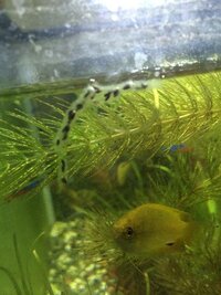 熱帯魚水槽に謎の卵のようなものこんばんは いまさっき熱帯魚を飼育している水槽を Yahoo 知恵袋