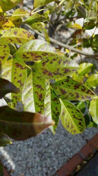 シマトネリコの葉が落ちる 庭のシンボルツリーとしてシマトリネコを Yahoo 知恵袋