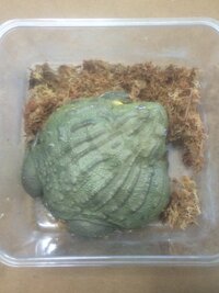 アフリカウシガエルは鳴き声がうるさいですか 私の飼育している個体 Yahoo 知恵袋