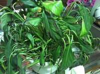 観葉植物のスパティフィラムがしおれてきています どうすれば 元気をとりもどせま Yahoo 知恵袋