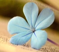 この写真の花の名前を教えてください 調べて出てきたのは青いジャス Yahoo 知恵袋