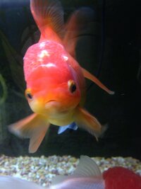 金魚の頭に白いイボが1週間前から1つ出来て今この様な状態です 病気かニキビかカ Yahoo 知恵袋