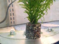 金魚が水草を荒らして困っております いつも気付くとプカプカ浮いてるか Yahoo 知恵袋