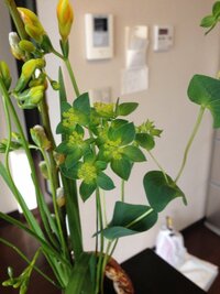 このグリーンの花は何という名前でしょうか ブプレリウムといいます Htt Yahoo 知恵袋