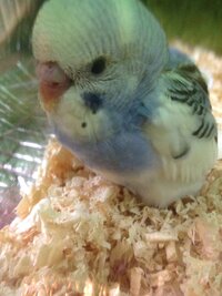 画像をダウンロード インコ 壁紙 かじる インコ 壁紙 かじる