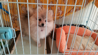 子犬またはポメラニアンを飼われてる方に質問です 我が家では生後３ヶ月のポ Yahoo 知恵袋