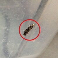 干ししいたけに虫が付いています 主人の母の実家の地方の特産で たまに米や干し Yahoo 知恵袋