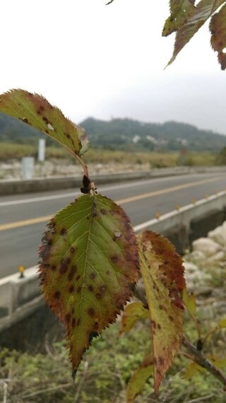 大切な桜の木が写真の様になってしまいました 何という病気になったので Yahoo 知恵袋