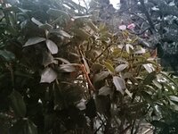 うちの庭の木ですが、チクチクした葉があります。


なんという植物かお分かりになる方、名前を教えてください。 