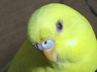 セキセイインコルチノーです 雄か雌か教えて下さい 女の子っぽい Yahoo 知恵袋