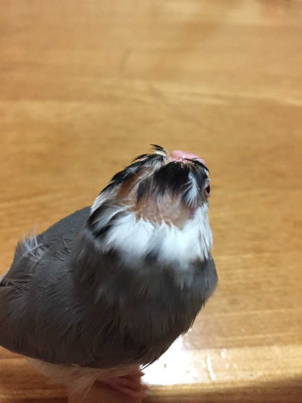 文鳥のはげについてです 画像あり もう7歳のメスの桜文鳥が頭がとてもはげていま Yahoo 知恵袋