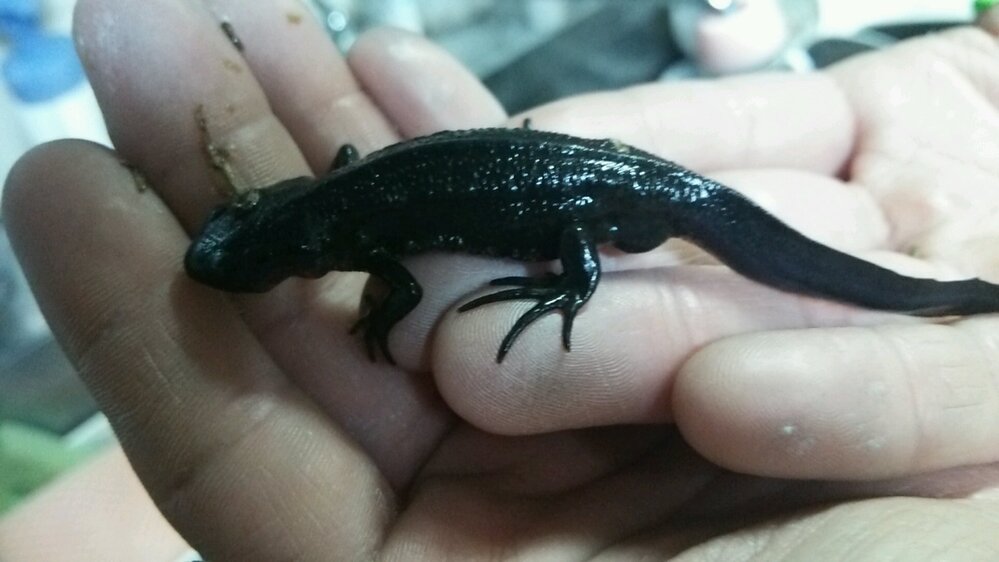 アカハライモリを水槽で飼ってますさきほどエサをあげる時に見ていたらな Yahoo 知恵袋