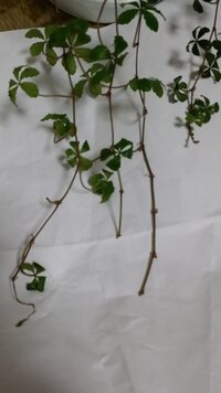 観葉植物のシュガーバインを室内で育てるに上手な育て方があれば教えて下さい Yahoo 知恵袋