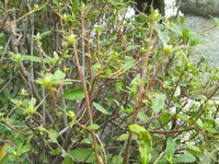 つつじの木に毛虫の様な虫が大量発生してます 葉っぱは枯れてほ Yahoo 知恵袋