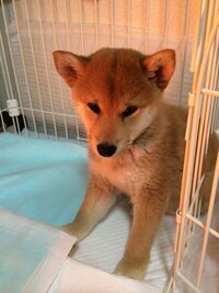 マズルコントロール 本当の意味は何ですか ネット等で見ると あまがみや吠 Yahoo 知恵袋