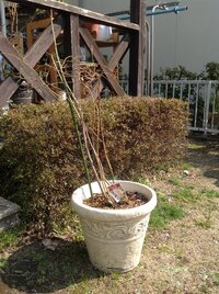 ブルーベリーの地植えの際のピートモスについてお尋ねします 先 Yahoo 知恵袋