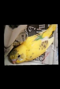 生後3週間 くらいのセキセイインコ買いました餌あげたら鳴きながら食べ Yahoo 知恵袋