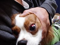 昨日の夜きづいたのですが うちの犬 キャバリア の左目の上の白目が2 Yahoo 知恵袋