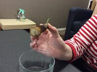 パキラの葉の裏や茎 の部分に樹液らしき水滴が浮いています 舐めると甘いです Yahoo 知恵袋