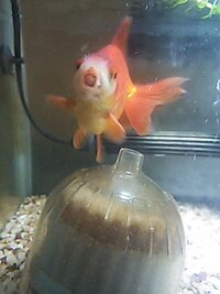 家で飼っている金魚 琉金 の口の中に 白い固まりがあり 頻繁に口をパクパクした Yahoo 知恵袋