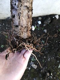 ドラセナ マッサンギアナの根について葉が枯れたので 引っこ抜いて根を Yahoo 知恵袋