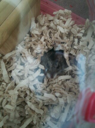 今日の夜中にジャンガリアンハムスターの雌が二歳九ヶ月で老衰で亡くなりました 二 Yahoo 知恵袋