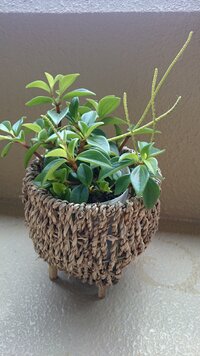 この左側のチンアナゴみたいな植物の名前を何方かご存じの方教えてくださ Yahoo 知恵袋