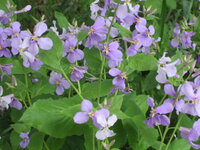 この紫色の花は何でしょうか 道端の雑草の中に生えていましたが図鑑を見ても良くわ Yahoo 知恵袋