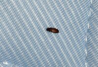今日ベッドにこんな虫がいたんですけど これってなんの虫ですか 茶色で Yahoo 知恵袋