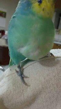 先日 我が家で飼っているセキセイインコが精巣腫瘍と診断されました お腹もこんな Yahoo 知恵袋